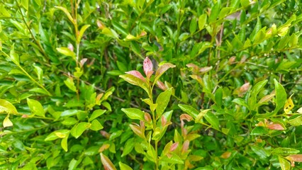 A vibrant close-up showcases lush green foliage with hints of red, capturing nature's intricate details and textures