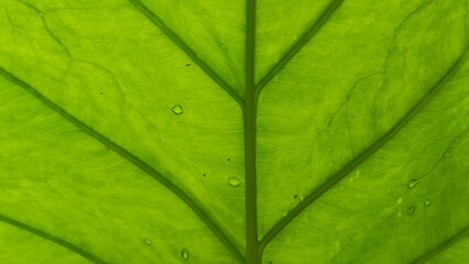 A close-up view of a vibrant green taro leaf, showcasing its intricate vein patterns against a translucent backdrop. The leaf's texture and color create a natural, organic composition.