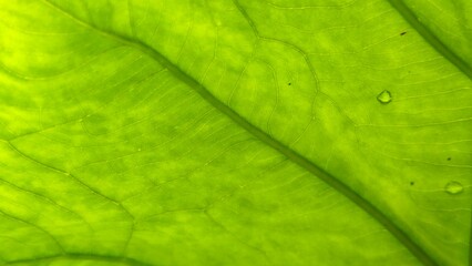A close-up reveals the vibrant green texture and intricate veins of a taro leaf, creating a natural, abstract pattern.