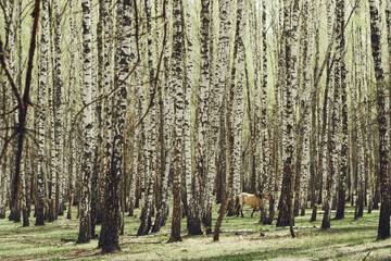Fototapeta premium Horse Grazing in a Dense White Birch Tree Forest with Lush Ground Cover