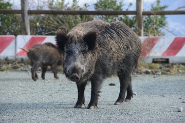 A big wild boar looks into the camera