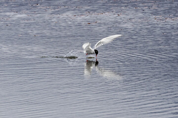 Küstenseeschwalbe - Arctic tern (Sterna paradisaea) drinking water in flight