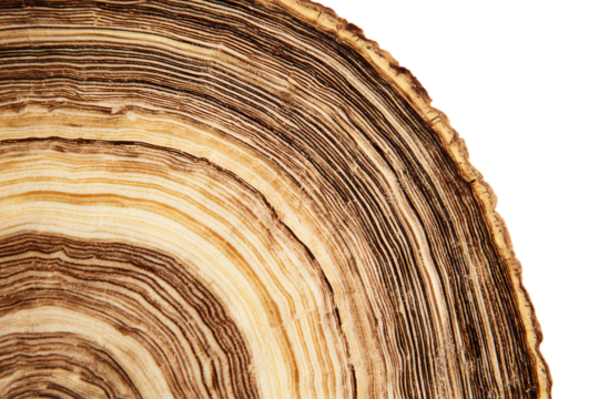 a close up of a tree trunk with a white background