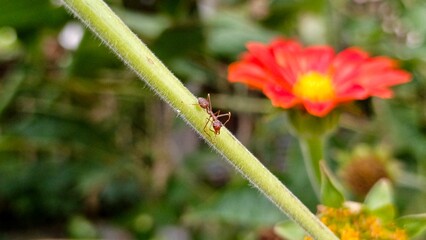 A weaver ant crawls on a green stem with a vibrant red flower in the background, capturing nature's intricate details in a macro shot.