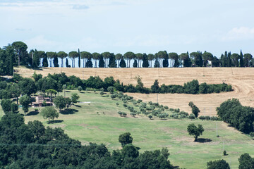 fila di alberi