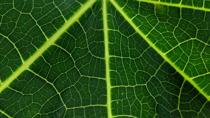 A detailed close-up of a vibrant green papaya leaf showcasing its intricate vein structure and texture.