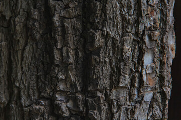 Corteza de árbol seco