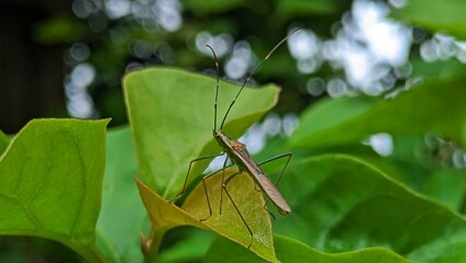 A rice ear bug is perched on vibrant green leaves against a blurred background, showcasing its slender body and long antennae in a natural setting.