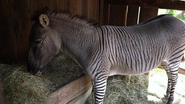 A Zonkey at a zoo