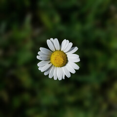 Obraz premium photo of a lonely daisy flower