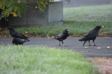 A Group of Crows Play on a Driveway