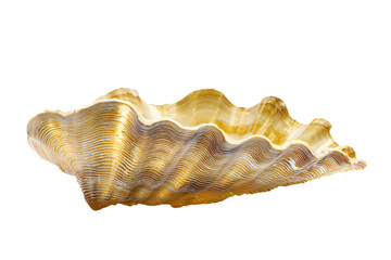 a large shell shaped bowl on a white surface