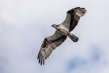 Osprey (Pandion haliaetus) soaring under white clouds in summer with copy space