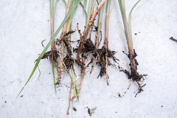 plantas arrancadas con detalle en su raíz