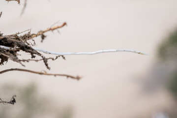 detalle de una raíz blanca larga con fondo desenfocado