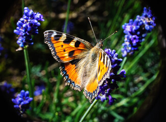 Small Tortoiseshell Butterfly on Lavender Flower