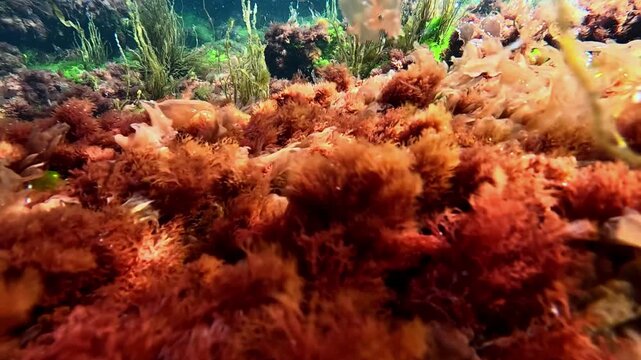 Red algae Ceramium rubrum and other types of macrophyte algae slowly sway in the waves near the shore