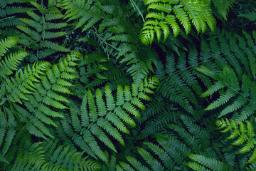 Close-up of dense thickets of bright green ferns, creating a lush natural texture.