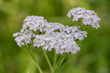 Yarrow Flowers (Achillea Millefolium) in Bloom &ndash; Close-Up of Wild Medicinal Plant in Natural Meadow