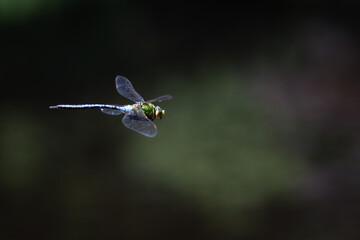 A dragonfly flying in the air with a blurred background and copy space