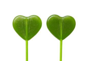 two green heart shaped lollipops on a stick
