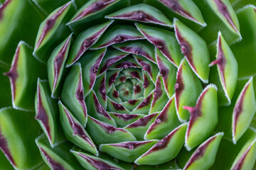 Close-up of green succulent plant with red tips in spiral pattern, natural geometric background for...