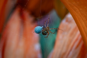 Macro shot of spider on web with vibrant orange flower background and bright blue object, colorful nature closeup with shallow depth of field and dramatic contrast