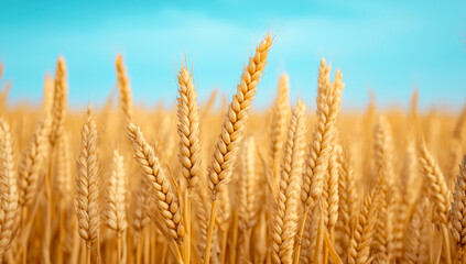 Fototapeta premium Golden wheat field under clear sky. Wheat stalks sway gently in the sunlight, creating a golden landscape against a bright blue sky.