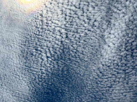 Altocumulus clouds are mid-level clouds that appear as rounded masses or rolls, described as looking like sheep's wool or fish scales, hence the common nicknames "sheepback" or "mackerel sky"