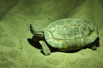 turtle on the sand stone water