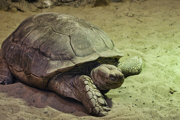 turtle on the sand stone water