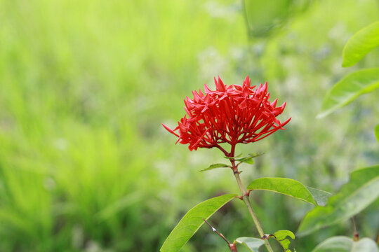 ixora coccinea flower