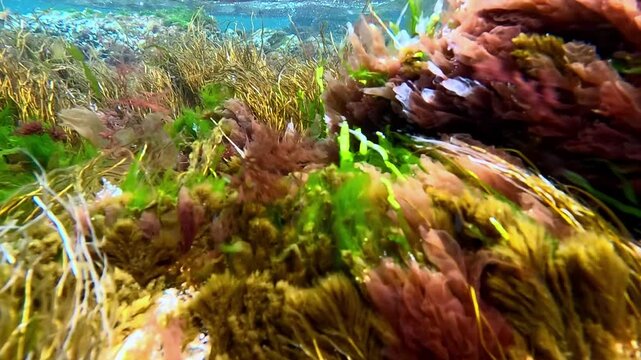Clusters of macro algae in the Black Sea near the shore, red and green algae