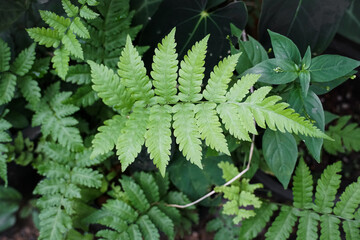 Natural green fern wallpaper. Fern Background. Green fern leaf texture, nature background, tropical leaf. Close-up detailed view of green fern plant fronds.