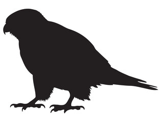 KESTREL BIRD SILHOUETTE