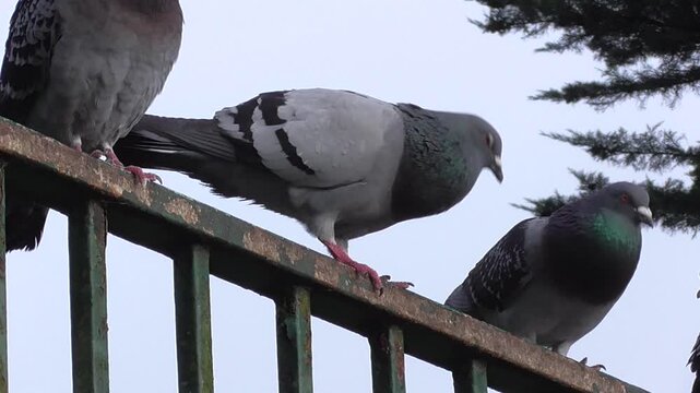 Feral Pigeons (Columba livia domestica) Courting in a Park on a Fence