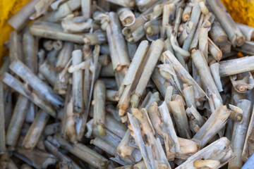 Close-up of a pile of fresh, raw clams in a basket, showcasing their translucent shells ready for seafood preparation or market sale.