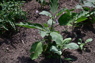 Eggplant