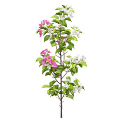 Elegant dogwood tree branch featuring blooming white and pink flowers on black backdrop