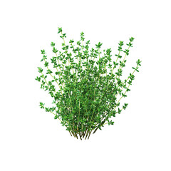 Fresh thyme herb plant on black background for culinary and medicinal use