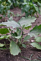 Eggplant