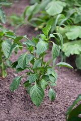 Pepper Plant