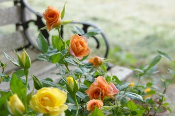 orange and yellow flowers