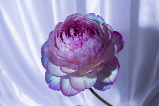 A close-up macro photograph of a single purple ranunculus flower against a white pleated background.