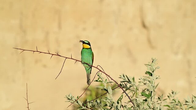 European Bee-eater Merops apiaster Sitting on a Branch with a Bee in Its Beak Slow motion. Beautiful beige background.