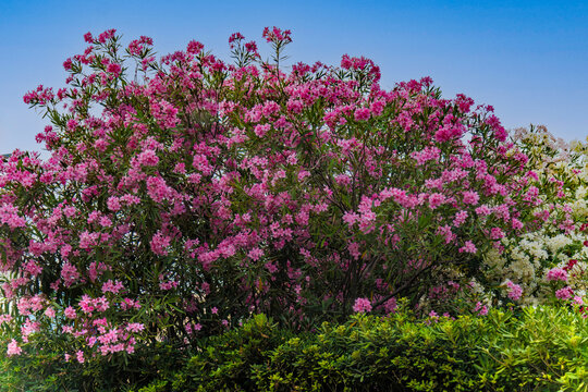 Laurier-rose (Nerium oleander) sur fond de ciel bleu