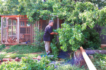 After strong wind hurricane person is pruning green plants around chicken coop in residential garden