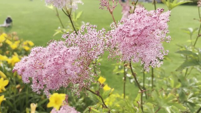 Pink dropwort flowers of filipendula rubra, queen-of-the-prairie pink blooming clouds. Beautiful color meadow flowers in landscape gardening, wild flowers in garden