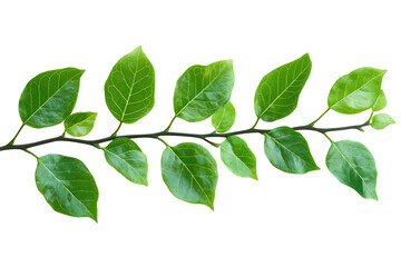 Close-up of a vibrant, healthy green branch with various leaves against a pure white background