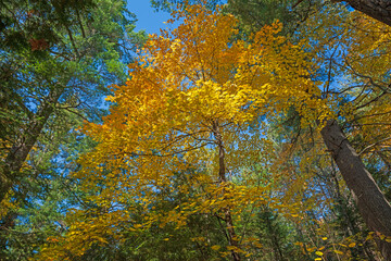 Yellow Tree Lighting Up the Autumn Forest